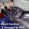 Furniture damaged by cat