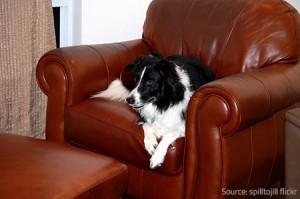 Your pet's favorite resting spot may need completely furniture refinishing at a certain point.