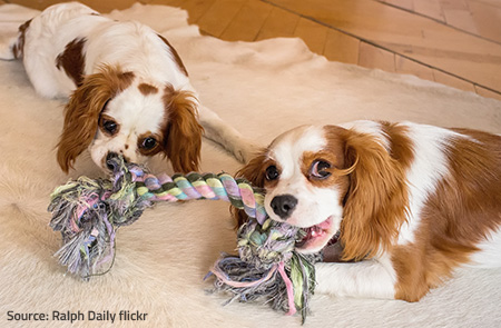 Provide stimulating toys for your pets to prevent furniture damage