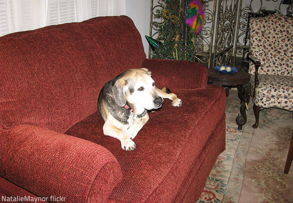 Too much pet hair is one of the main signs that your furniture needs professional cleaning.